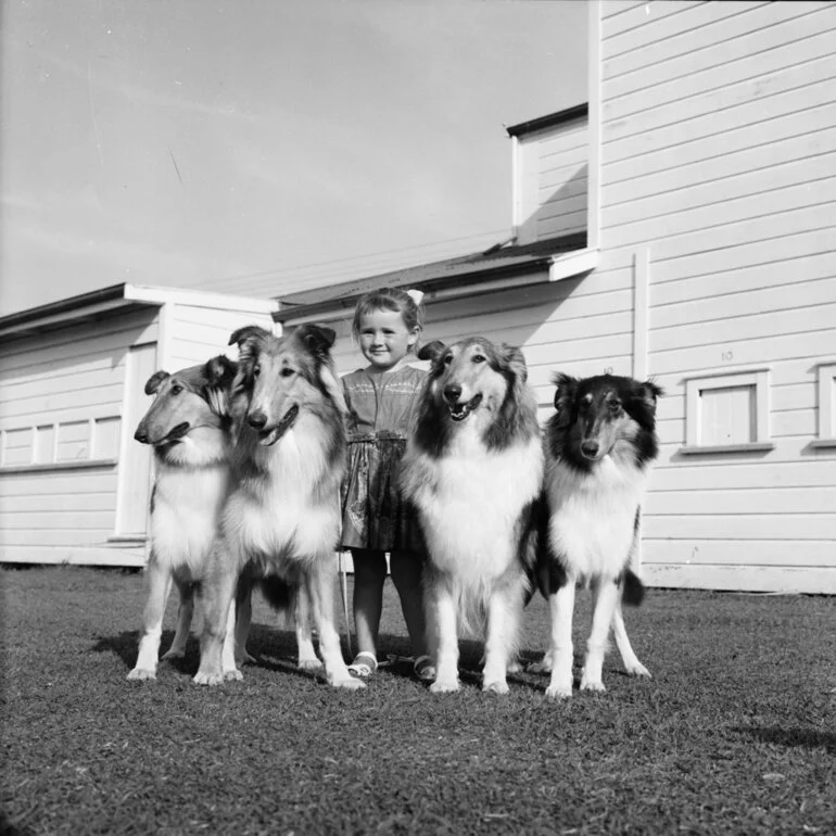 Image: Lindy Dawkins collie dogs, 1961