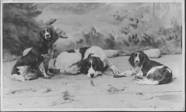 Image: Gun dogs