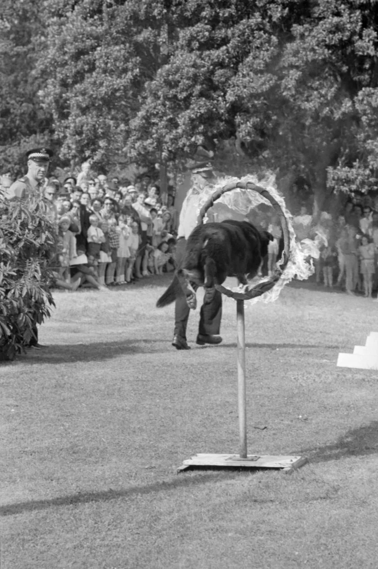 Image: Open day at police station: dog performing