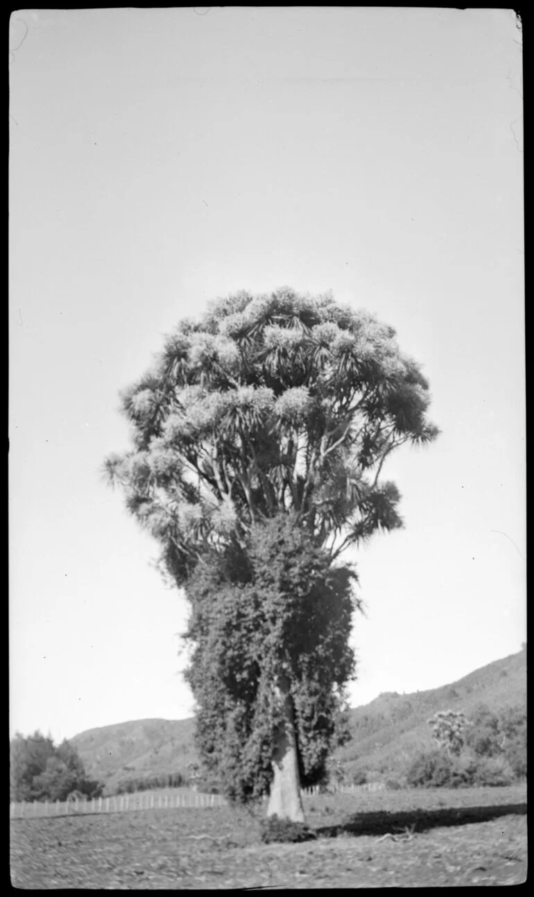 Image: Ti kouka tree with fences and trees