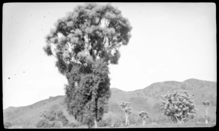 Image: Ti kouka tree with fences and trees