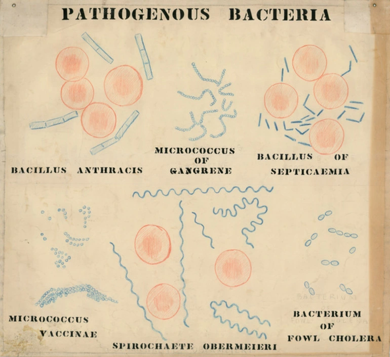 Image: Pathogenous Bacteria