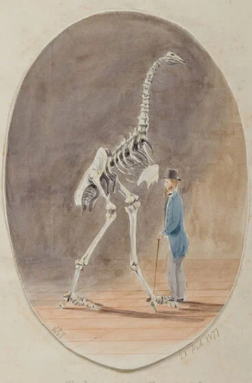 Image: Skeleton of moa, Christchurch.