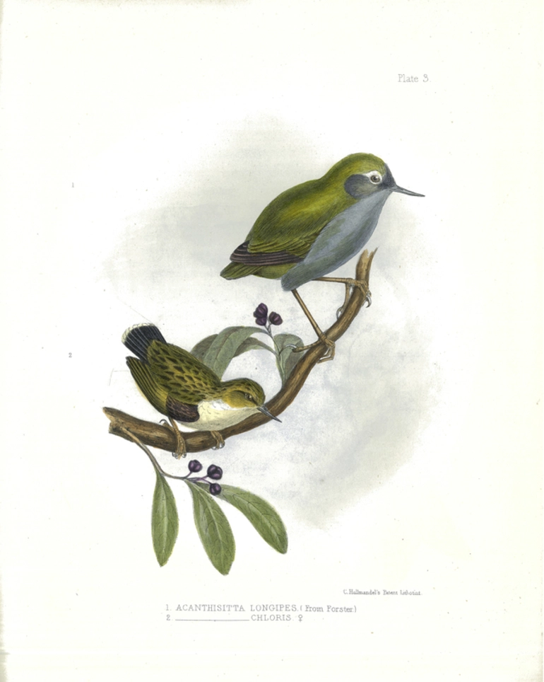 Image: The Zoology of the Voyage of H.M.S. Erebus & Terror: under the command of Captain Sir James Clark Ross, R.N., F.R.S., during the years 1839 to 1843