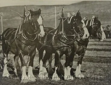Image: Clydesdale horses