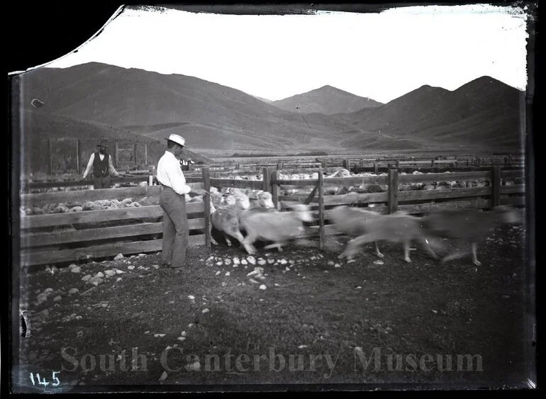 Image: [Counting sheep, Clayton Station]