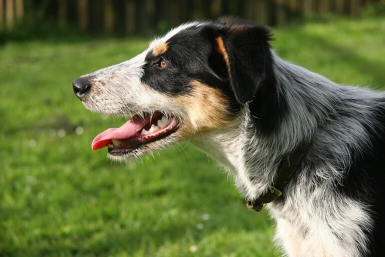 Image: The Dog With No Name