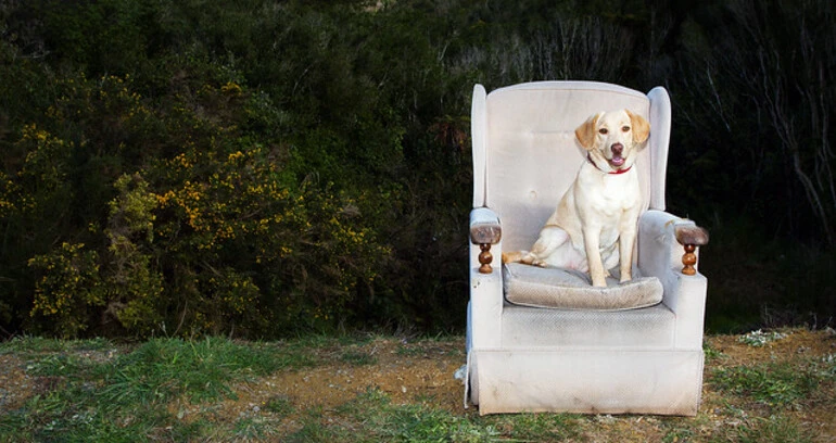 Image: Bella's Throne