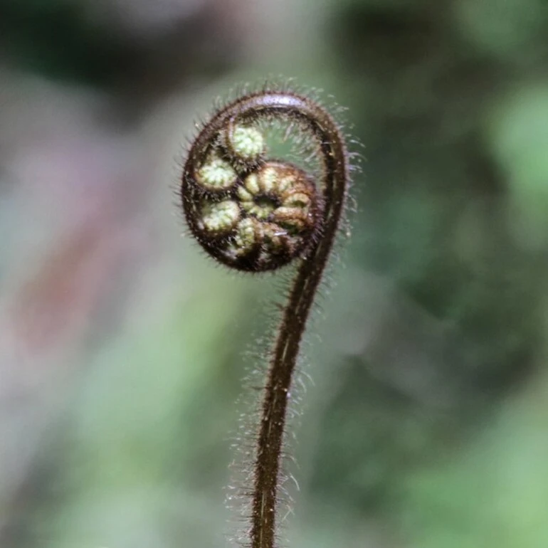 Image: New fern growth; The Koru Mt Pirongia, NZ