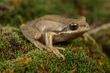 Image: Ewing's Tree Frog