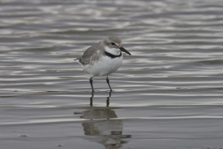 Image: Wrybill