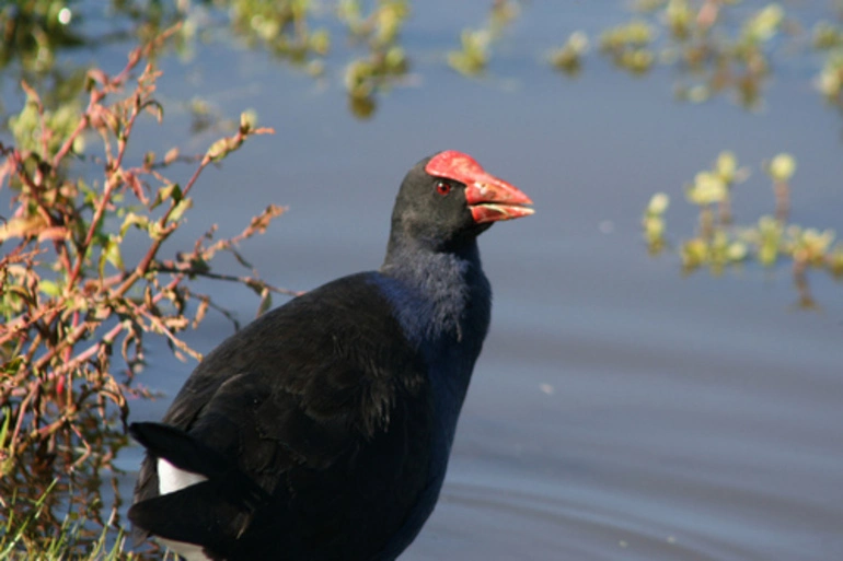 Image: Pukeko