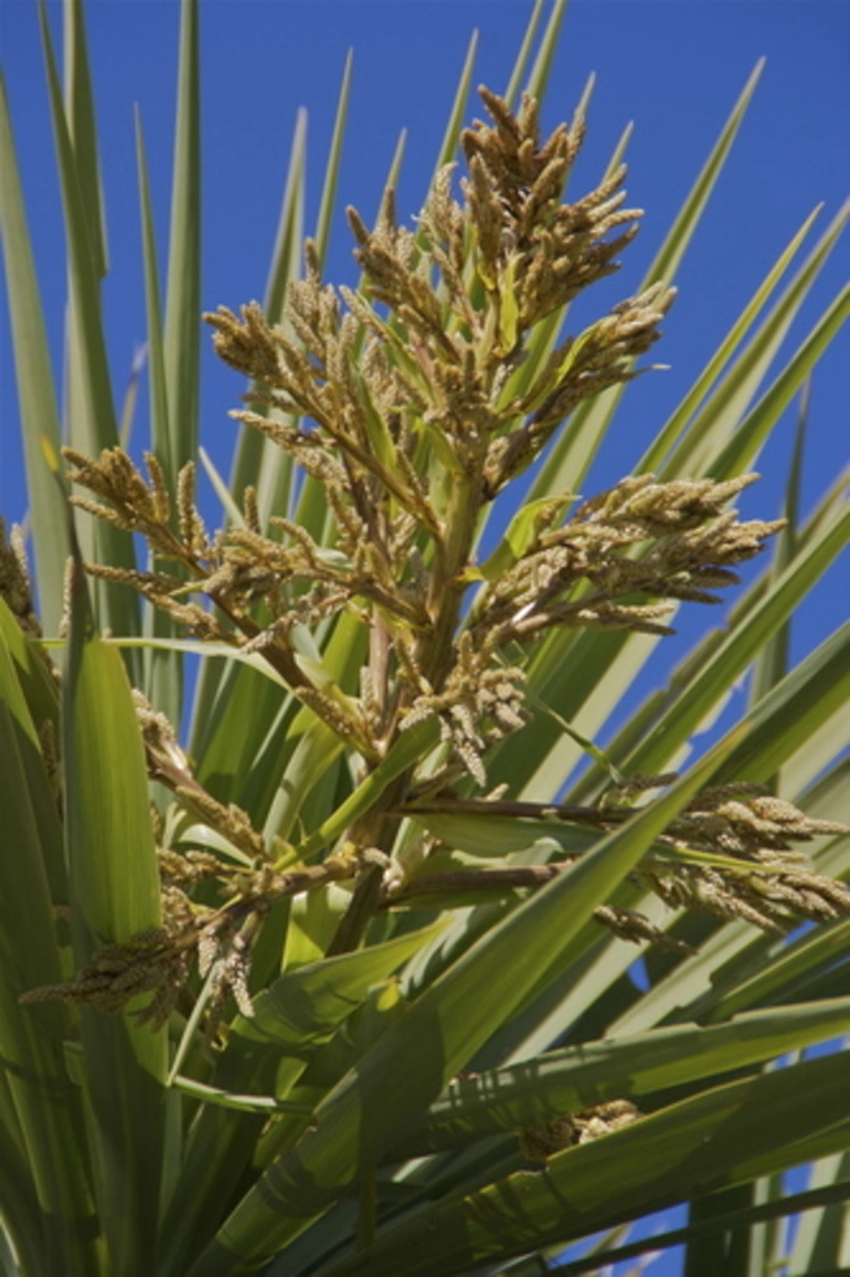 Image: Cabbage Tree