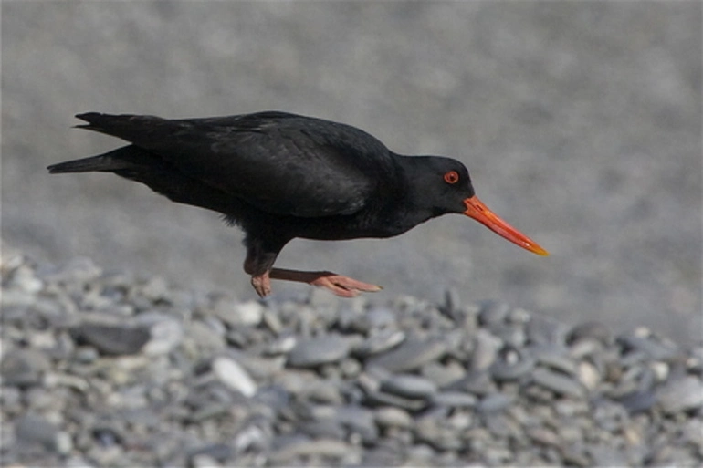 Image: Variable Oystercatcher
