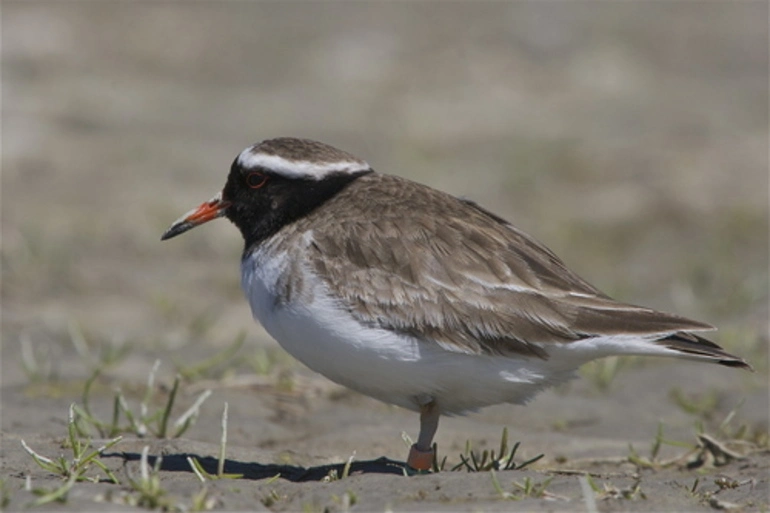 Image: Shore Plover