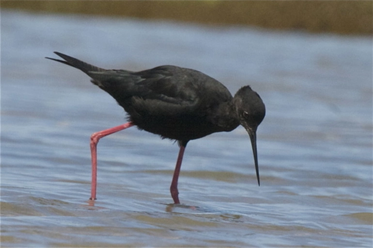 Image: Kakī (Black Stilt)