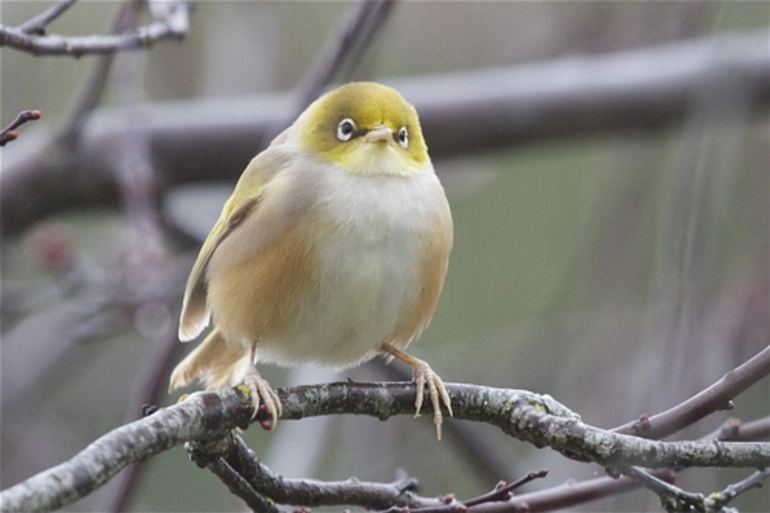 Image: Silvereye (ssp. lateralis)