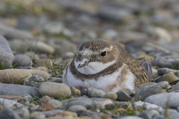 Image: New Zealand Double-banded Plover