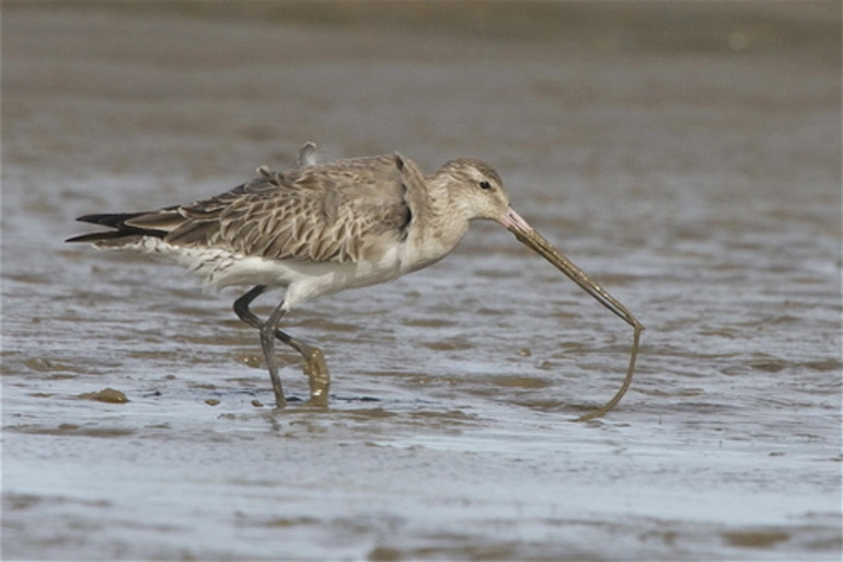Image: Eastern Bar Tailed Godwit