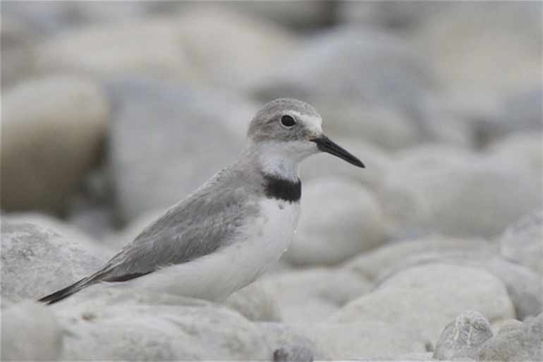 Image: Wrybill