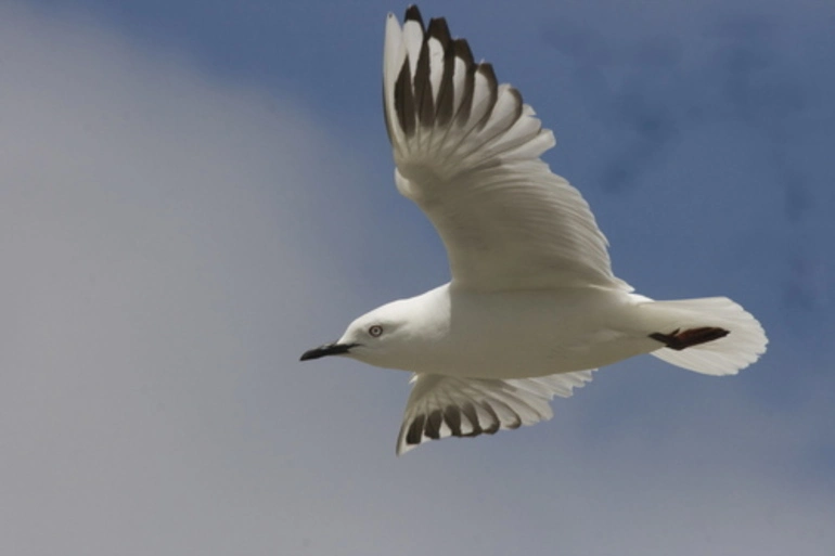 Image: Black Billed Gull