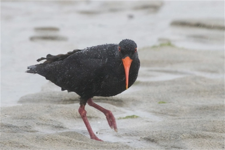 Image: Variable Oystercatcher