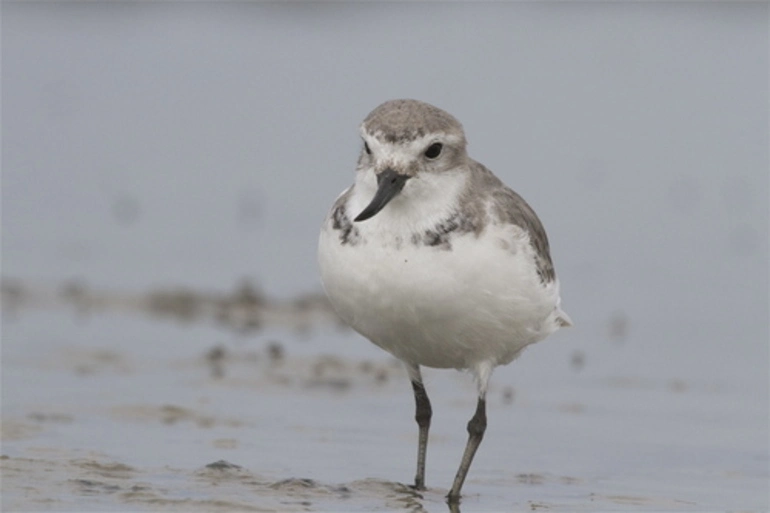 Image: Wrybill