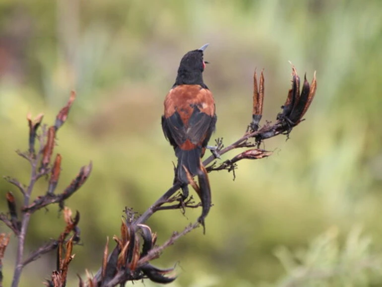 Image: North Island Saddleback
