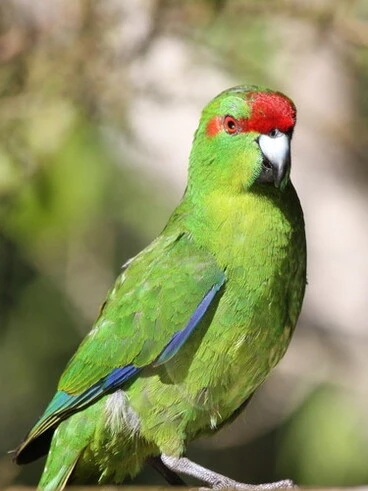 Image: Red-crowned parakeet