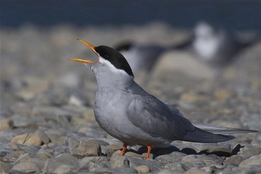 Image: Black-fronted Tern