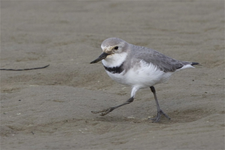 Image: Wrybill