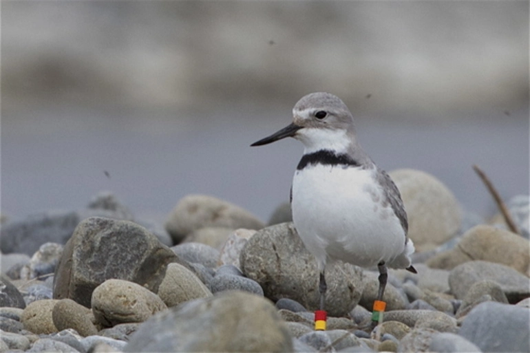 Image: Wrybill