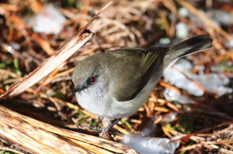 Image: Grey Warbler