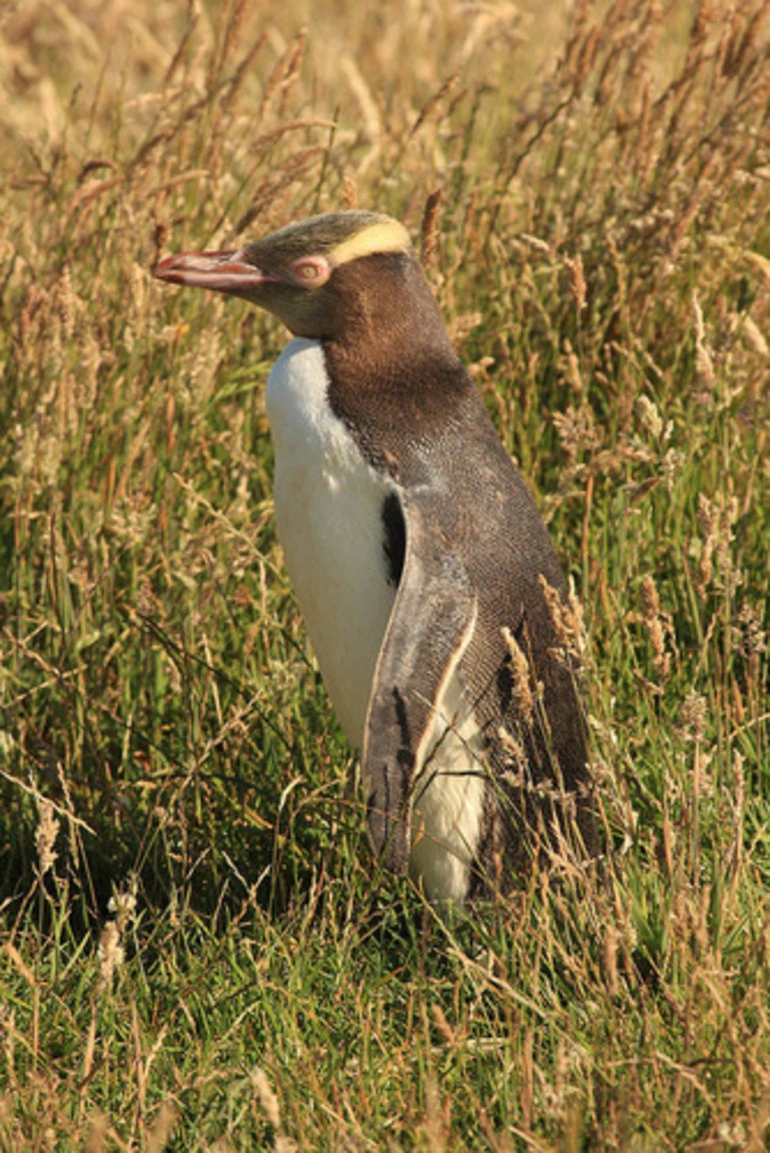 Image: Hoiho (Yellow-Eyed Penguin)