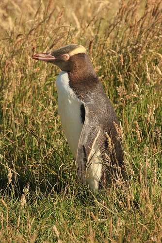 Image: Yellow-eyed Penguin
