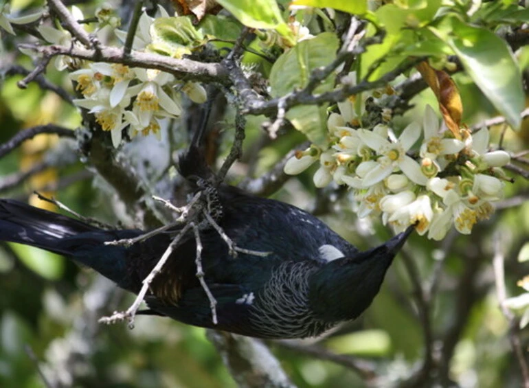 Image: New Zealand Tūī