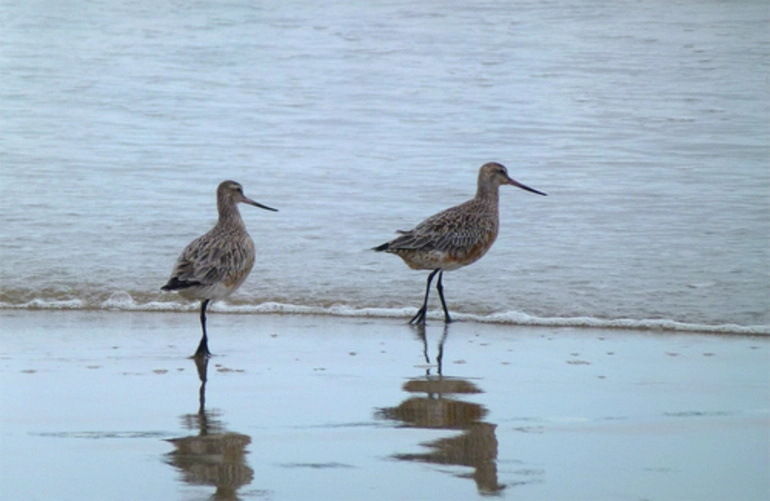 Image: Eastern Bar Tailed Godwit
