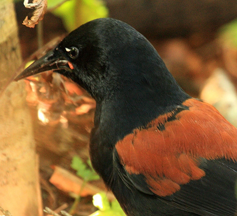 Image: South Island Saddleback
