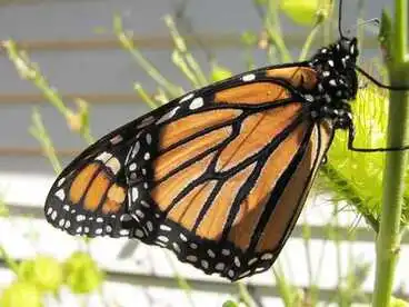 Image: Monarch Butterfly