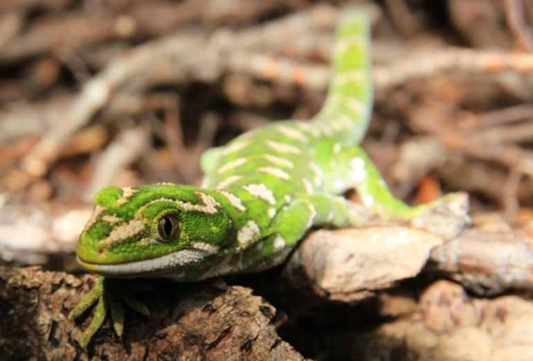 Image: Jewelled Gecko