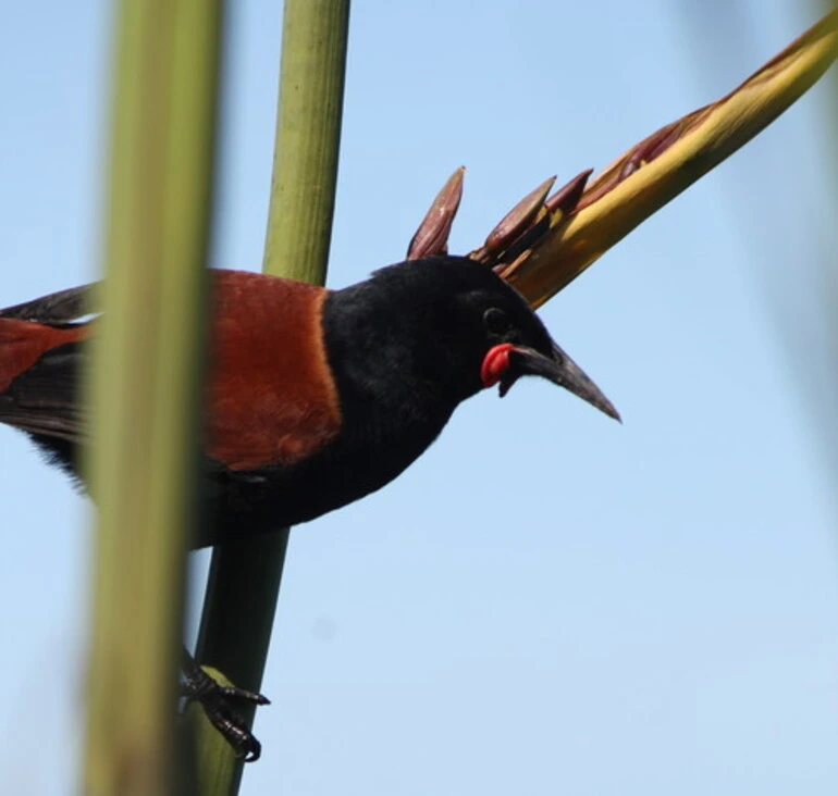 Image: North Island Saddleback