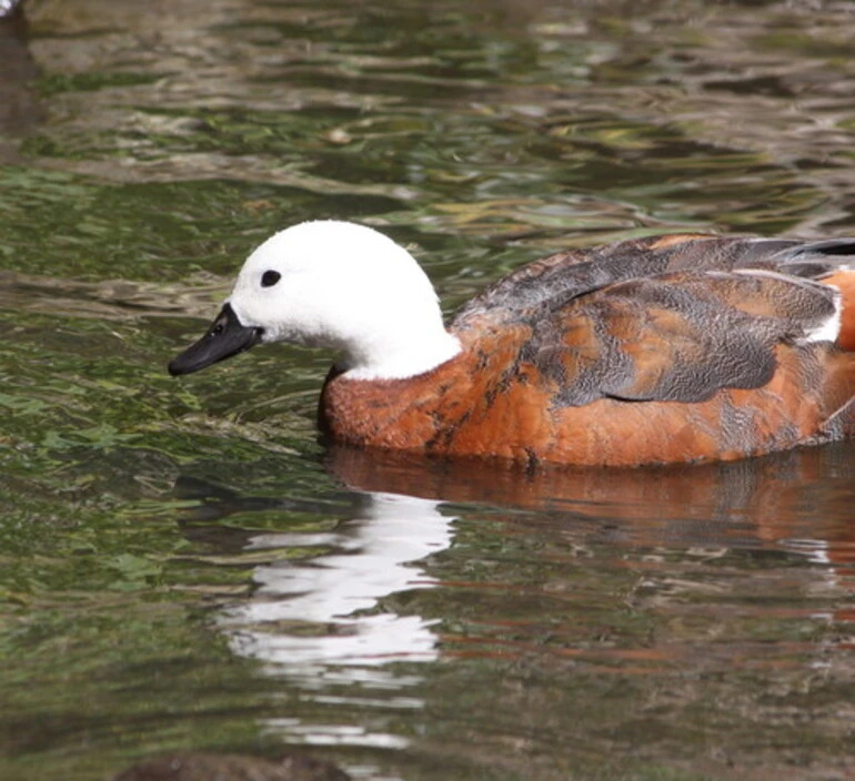 Image: Pūtangitangi (Paradise Shelduck)