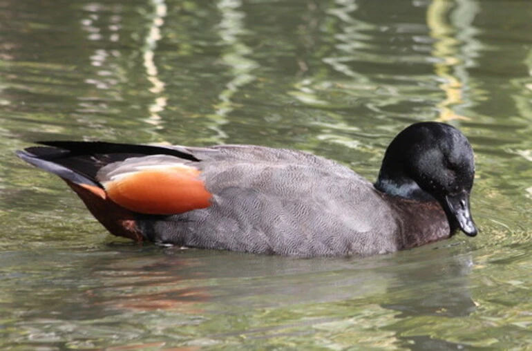 Image: Pūtangitangi (Paradise Shelduck)