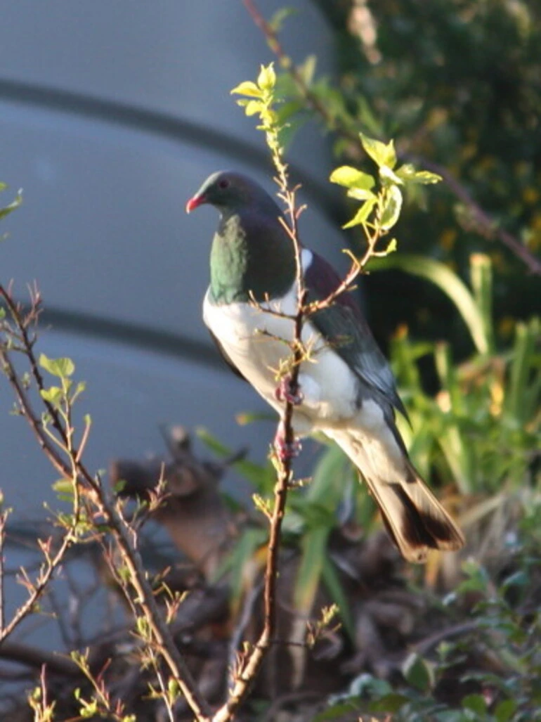 Image: New Zealand Pigeon