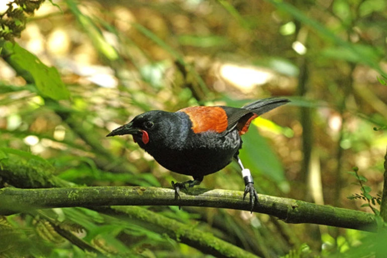 Image: North Island Saddleback