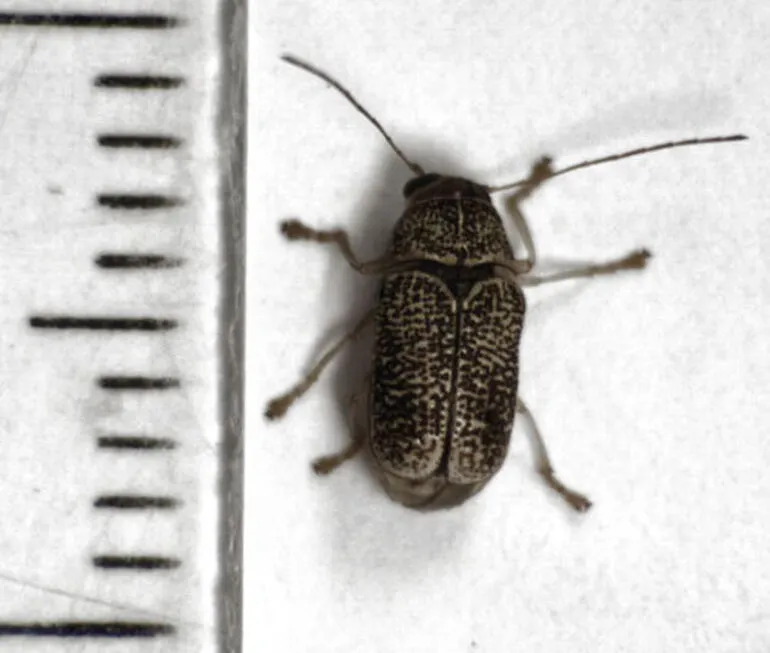 Image: Aporocera melanocephala