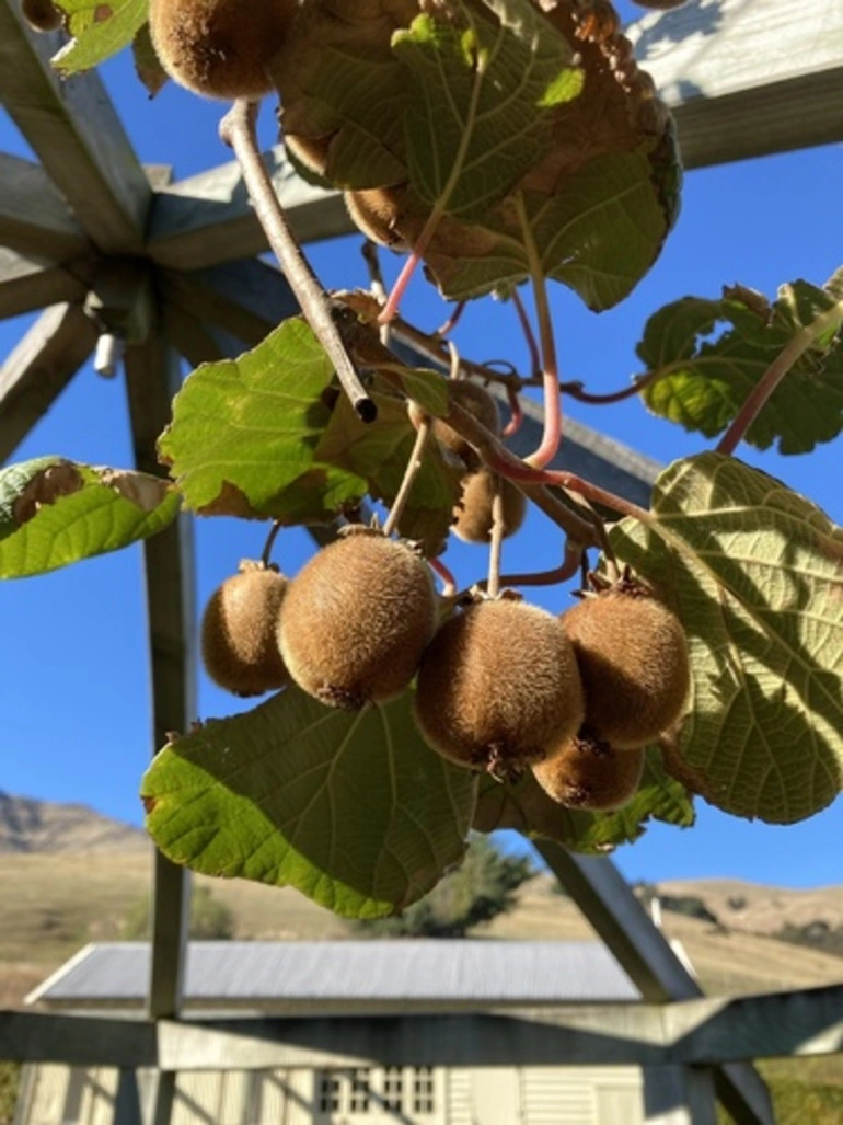 Image: Kiwifruit