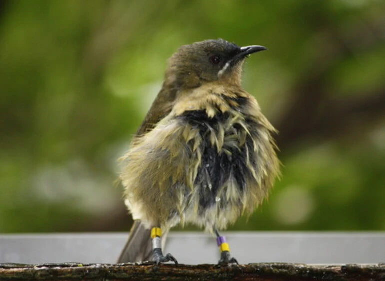 Image: Makomako Bellbird