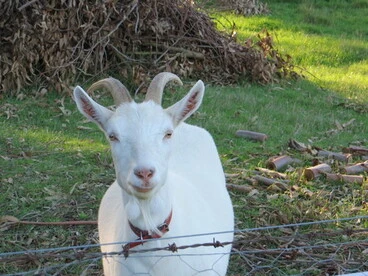 Image: Goat