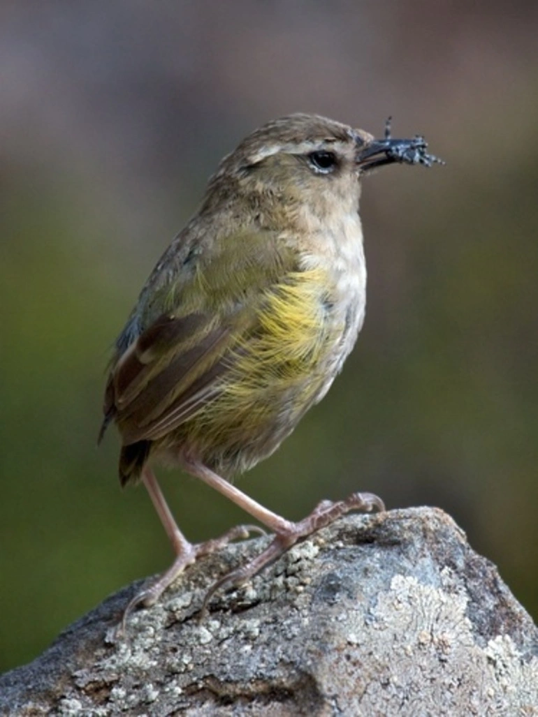 Image: Rock Wren